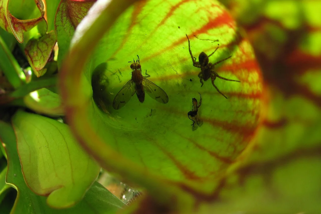 London’s Sifton Bog: Where Flesh-Eating Plants Thrive!