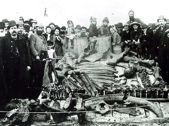 1890 photo of mastodon skeleton surrounded by a crowd of onlookers.