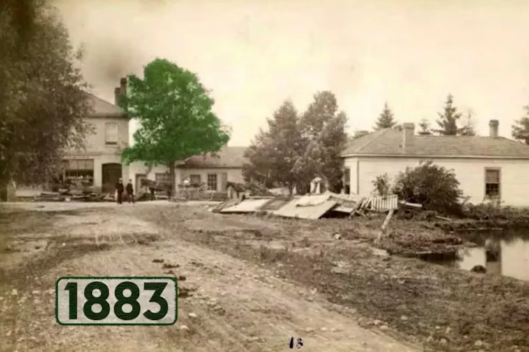 How a 200-Year-Old Tree in London Was Saved From the Axe