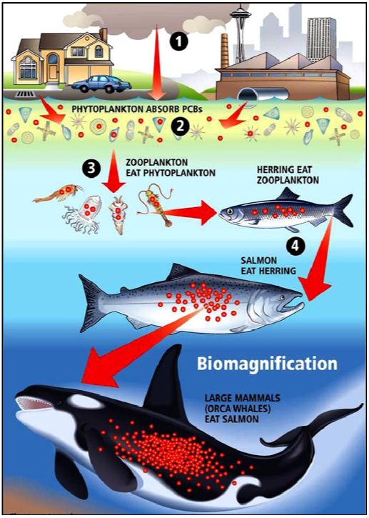 An infographic showing how PCBs get concentrated as they move up the food chain.