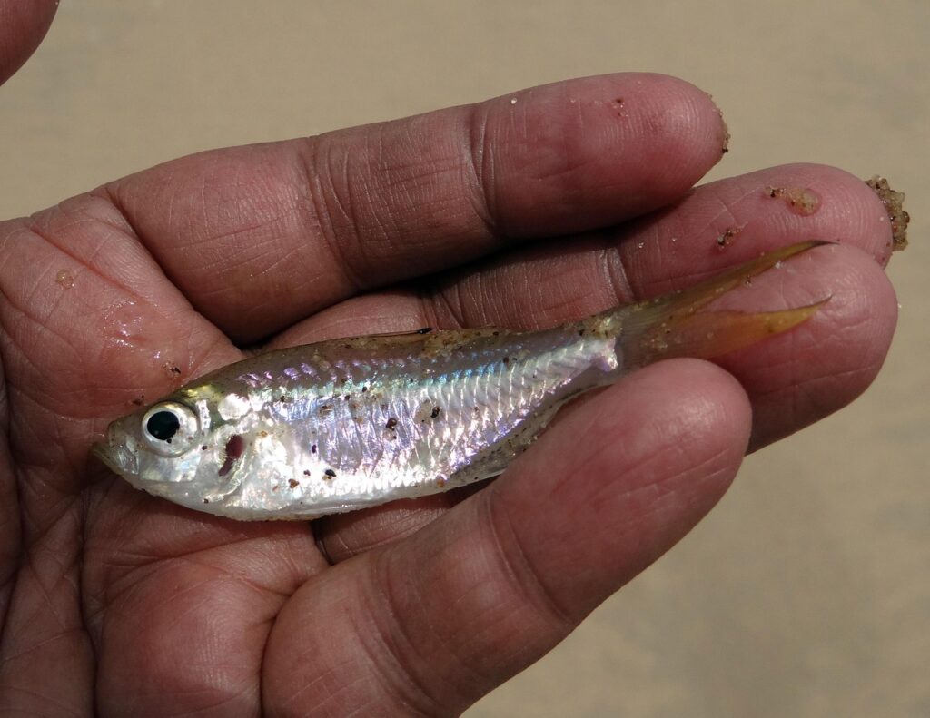 A minnow in a man's hand.