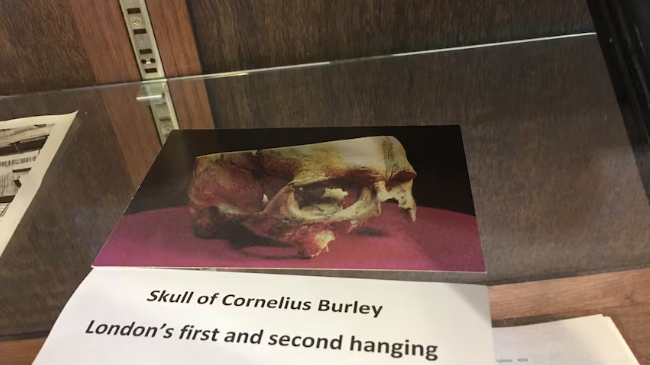 Photo of the skull of Cornelius Burley.