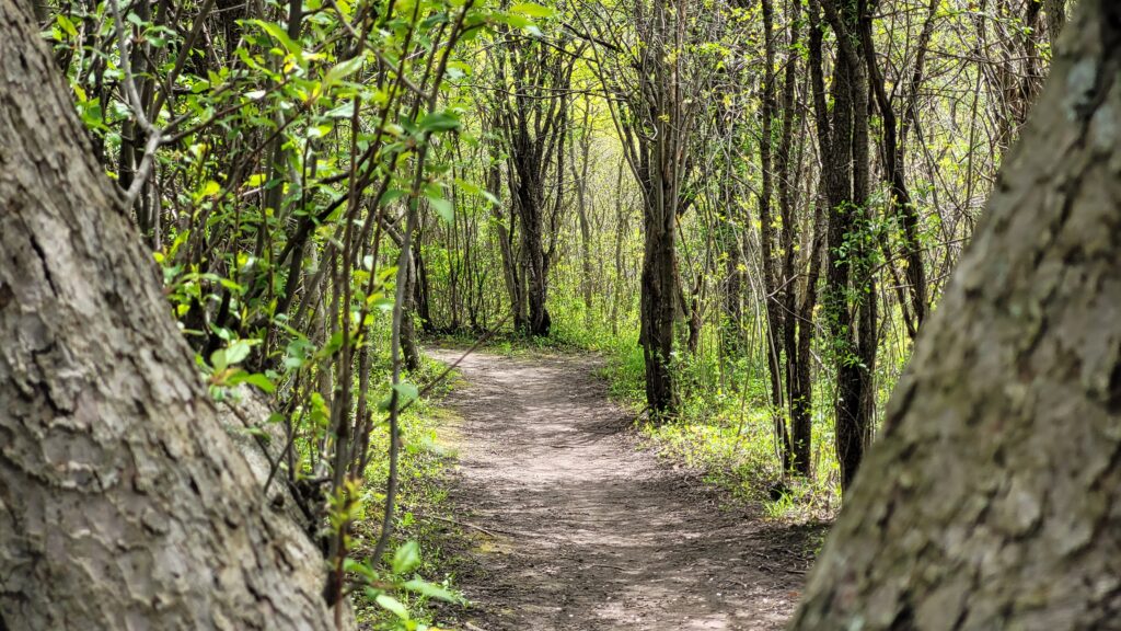 A hiking path weaving its way through the Carolinian Forest.