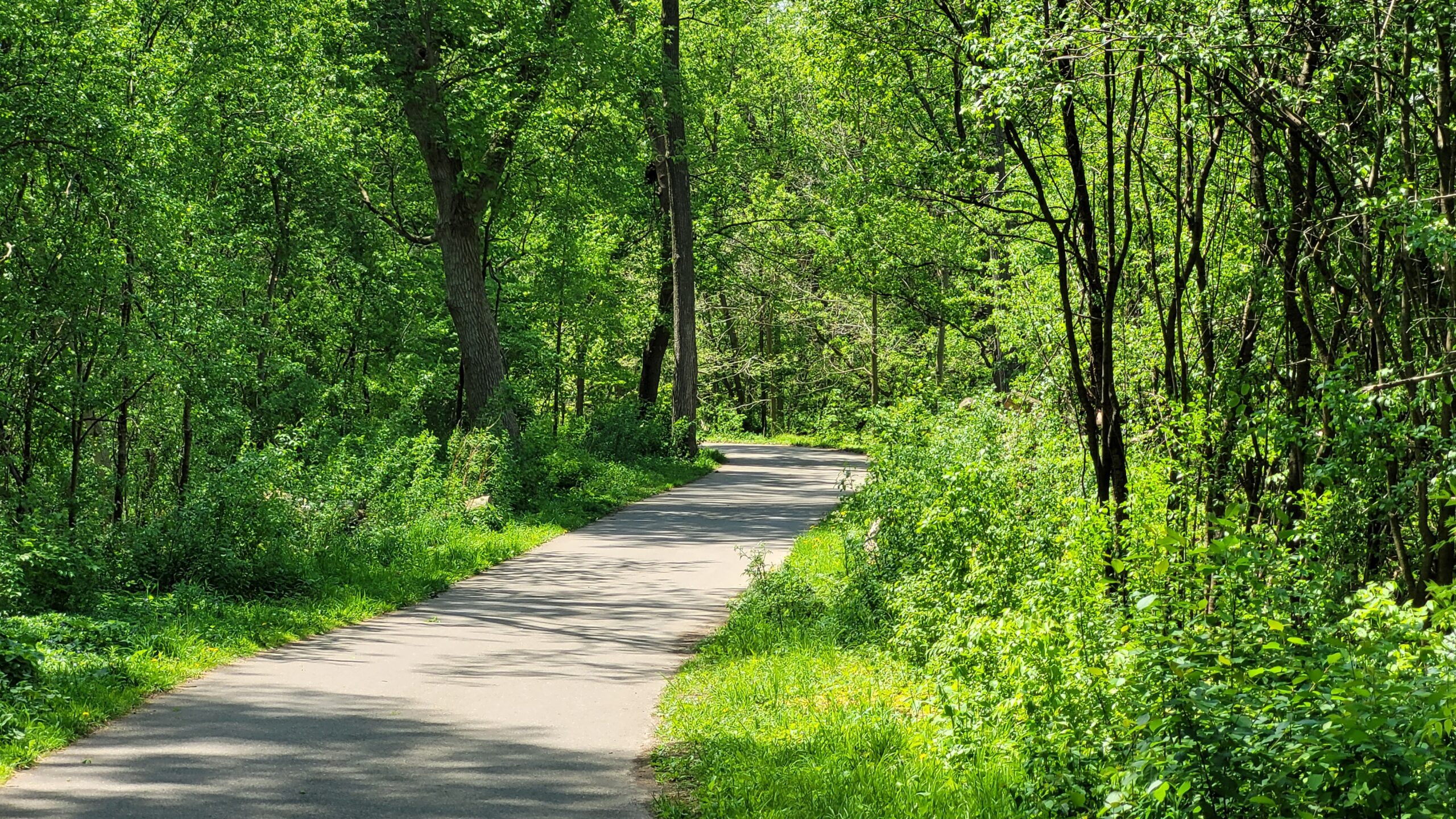 Winding bicycle path through a lush green forest.