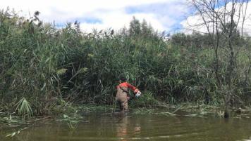 City worker manually removing invasive plants along a river.