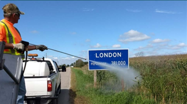 City worker spraying invasive plants.