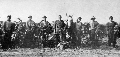 Farm labourers in a tobacco field south of London, circa 1930.