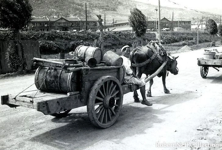 Honey wagon pulled by an ox in Korea, 1952.