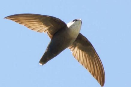Why London Is The Best Location In Canada To Witness A “Swift-nado”
