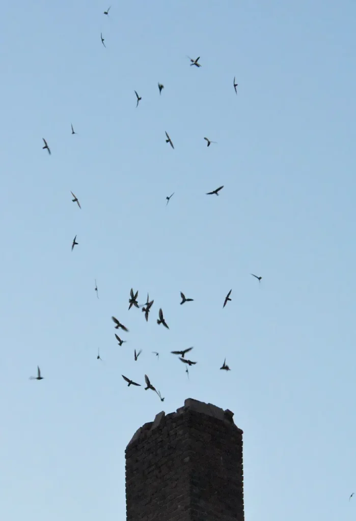 Multiple chimney swifts circling a brick chimney before descending into it.