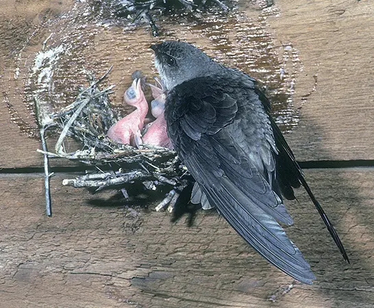 Adult swift and two baby swifts in a swift nest.