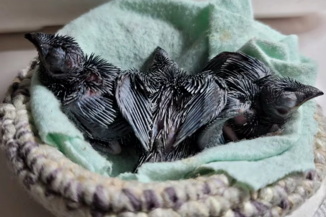 Orphaned chimney swifts nestled into a makeshift nest.