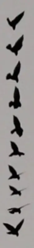 Photo sequence of descent of a swift into a chimney.
