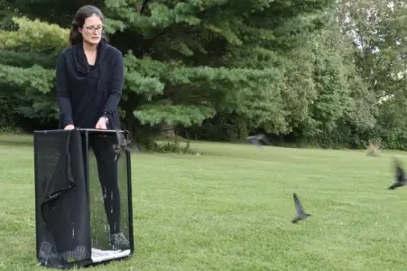 Release of orphaned chimney swifts in London, Ontario.