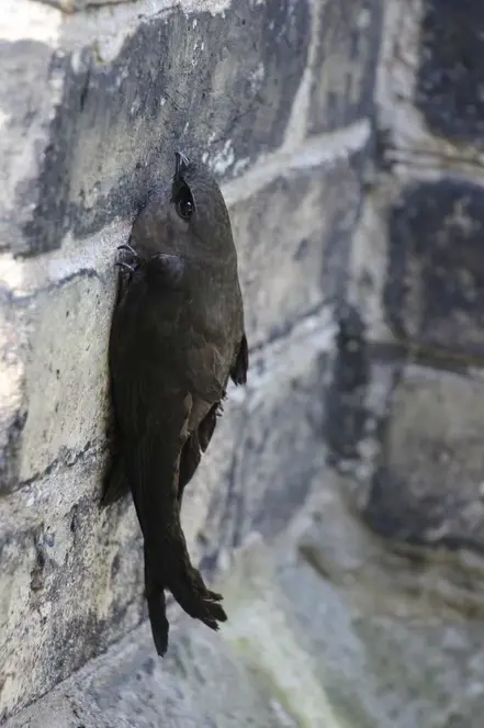 Chimney swift clinging to the side of a brick wall.