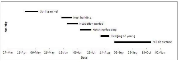 Timeline showing when chimney swifts arrive and leave London.