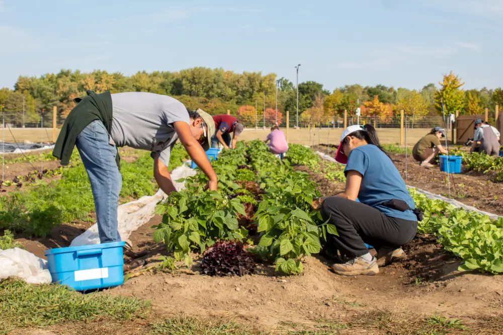 Adult workers tending to a row of vegetables in an urban farm.
